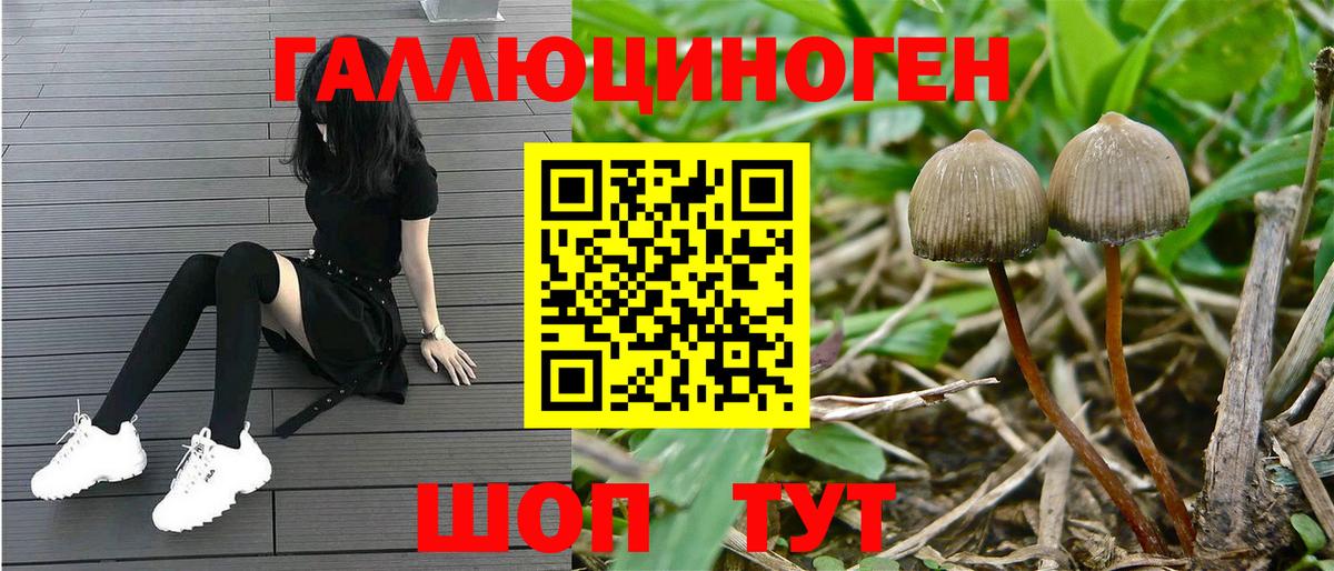Псилоцибиновые грибы Psilocybe Ейск